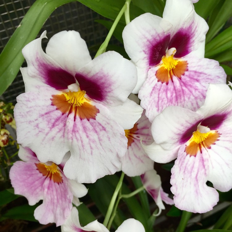 Plant image Miltoniopsis Hybrid