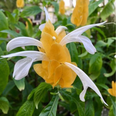 Pachystachys lutea