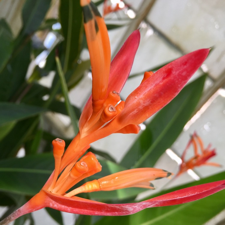 Plant image Heliconia