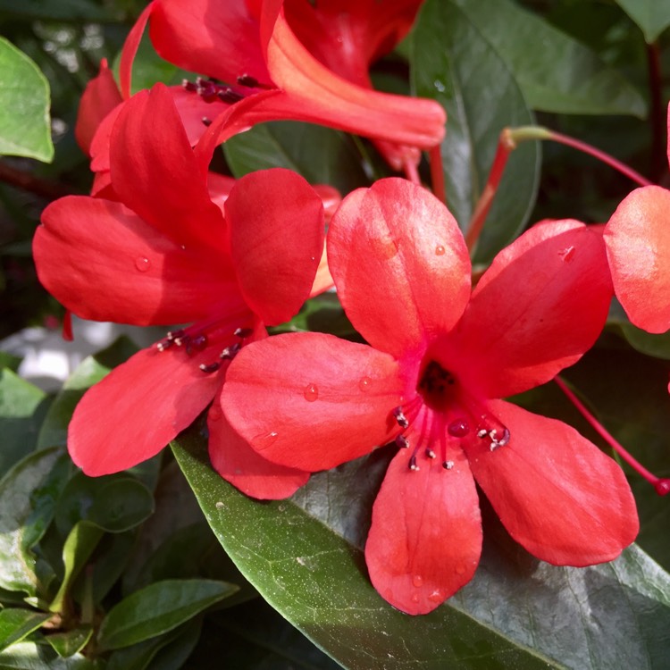 Plant image Rhododendron vireya 'Apassionata'