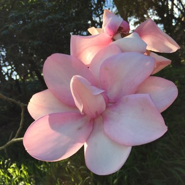 Magnolia campbellii