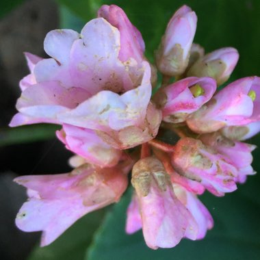 Bergenia cordifolia 'Rosa Schwester'