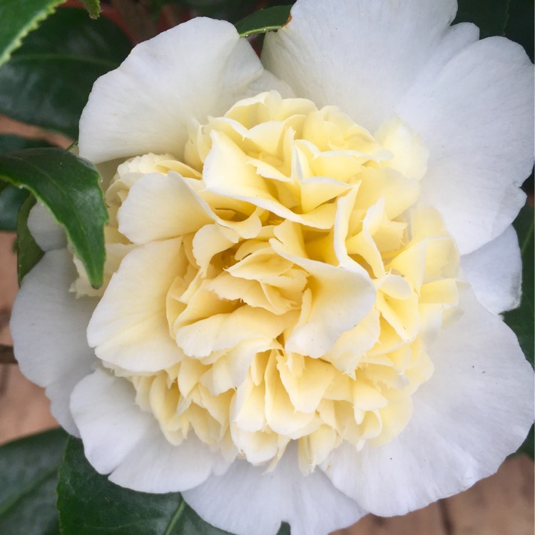 Plant image Camellia japonica 'Brushfield's Yellow'