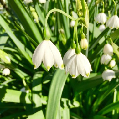 Leucojum vernum