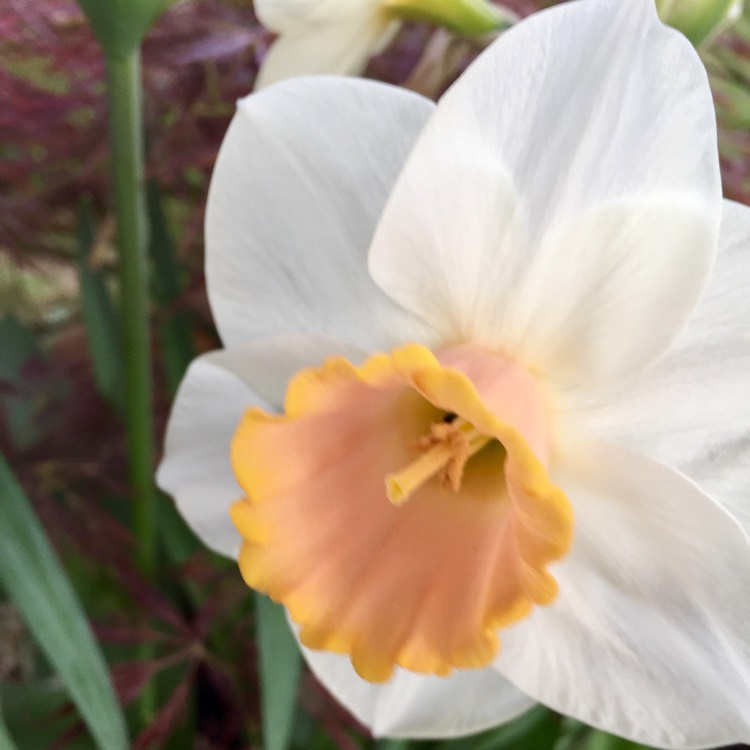 Plant image Narcissus 'Salome'