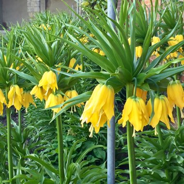 Fritillaria imperialis 'Early Passion'