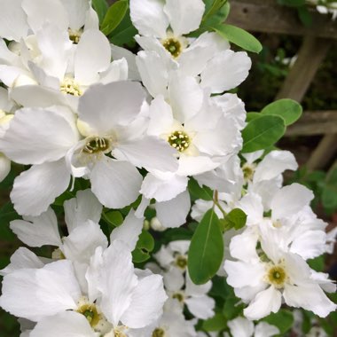 Exochorda racemosa 'Niagara'