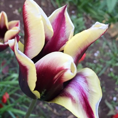 Tulipa 'Gavota'