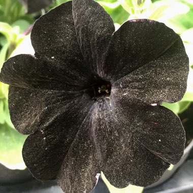 Petunia 'Back To Black'