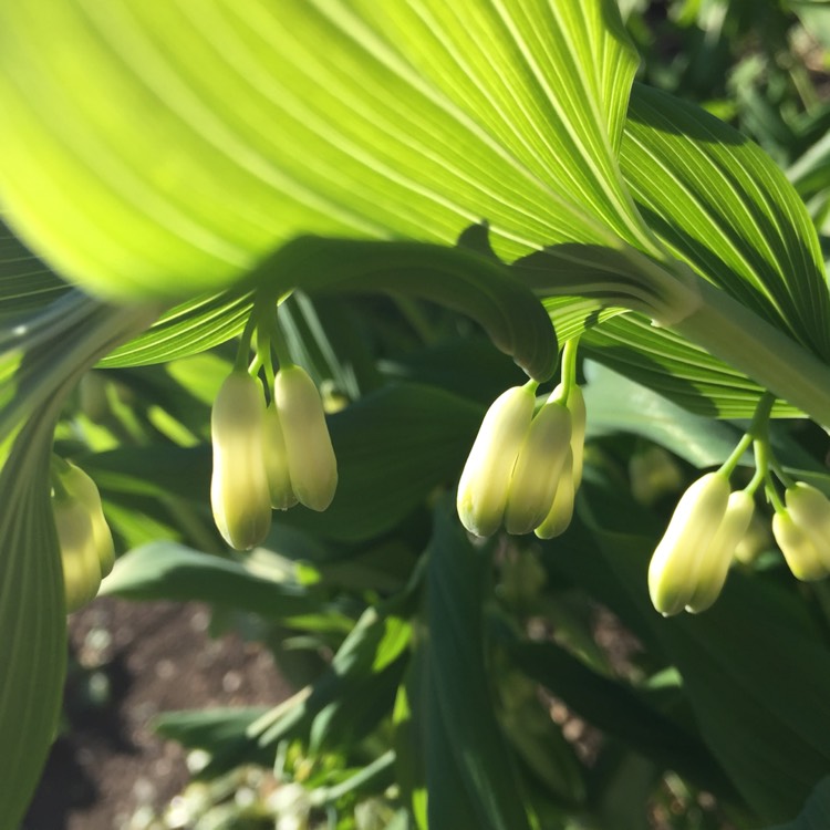 Plant image Polygonatum biflorum