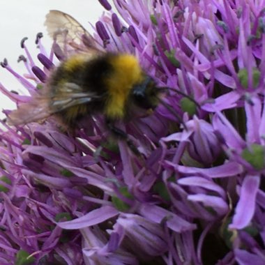 Allium 'Gladiator'