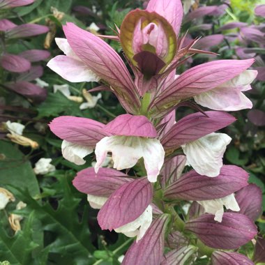 Acanthus mollis