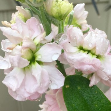 Matthiola incana 'Cinderella Lavender'