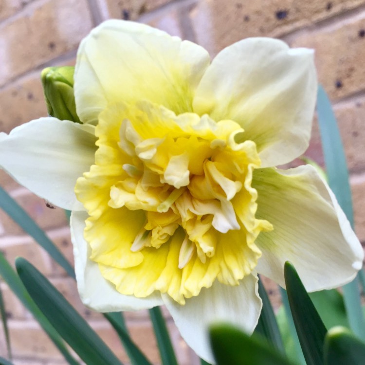 Plant image Narcissus 'Ice King'