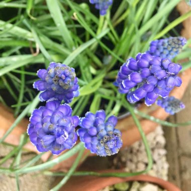 Muscari latifolium