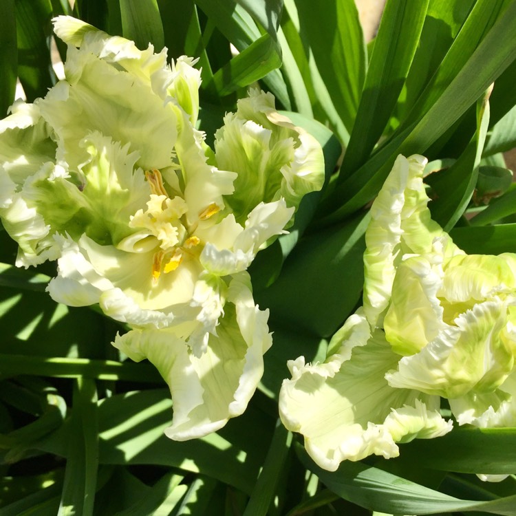 Plant image Tulipa 'White Parrot'