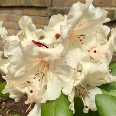 Rhododendron  (Rhododendron Varieties)