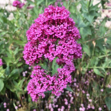 Centranthus ruber