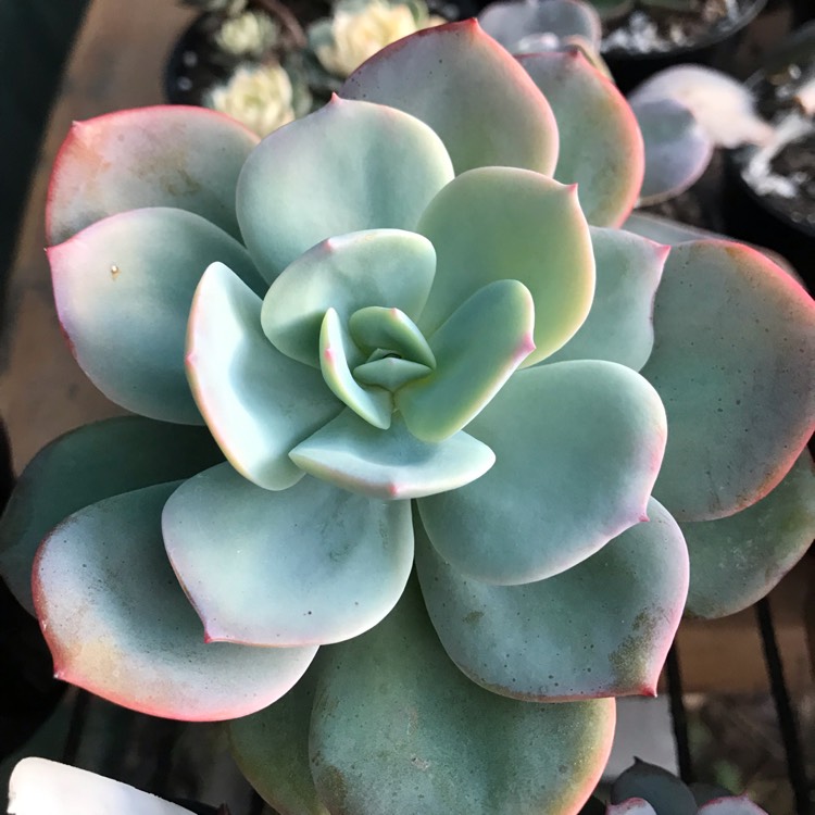 Plant image Echeveria Haku-Ho