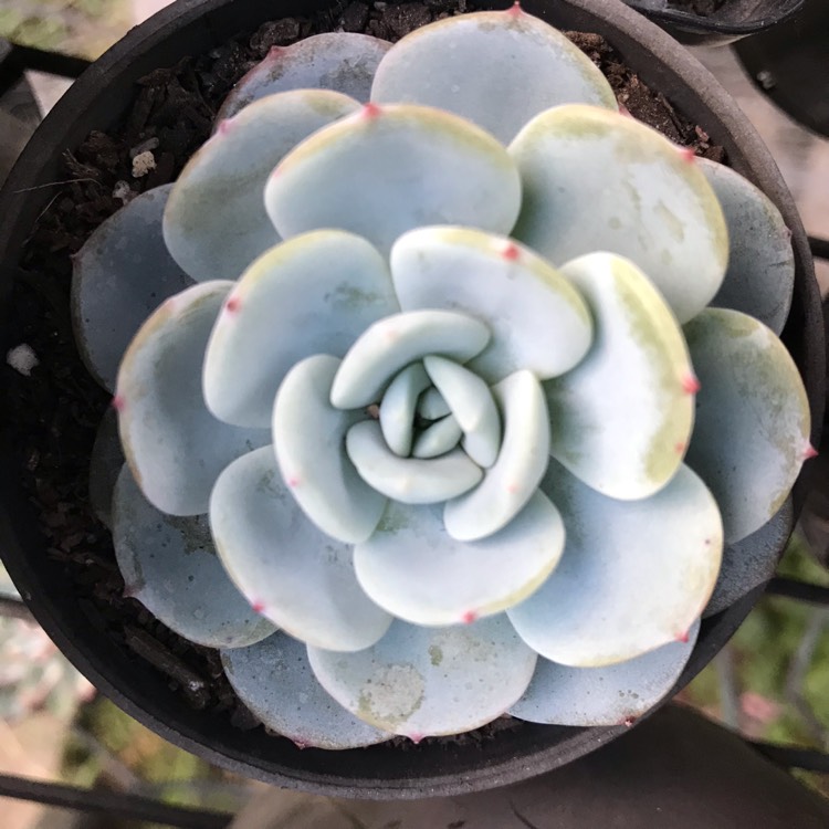 Plant image Echeveria Laui x Atlantis