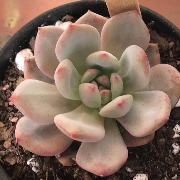 Plant image Echeveria Laui x Champagne