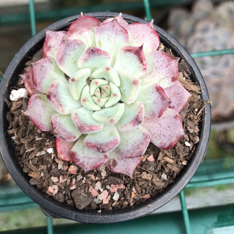 Plant image Echeveria Sara Hime Botan