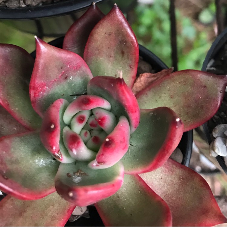 Plant image Echeveria Agavoides Amestro