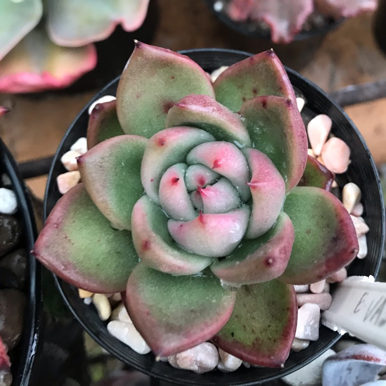 Plant image Echeveria Vashon