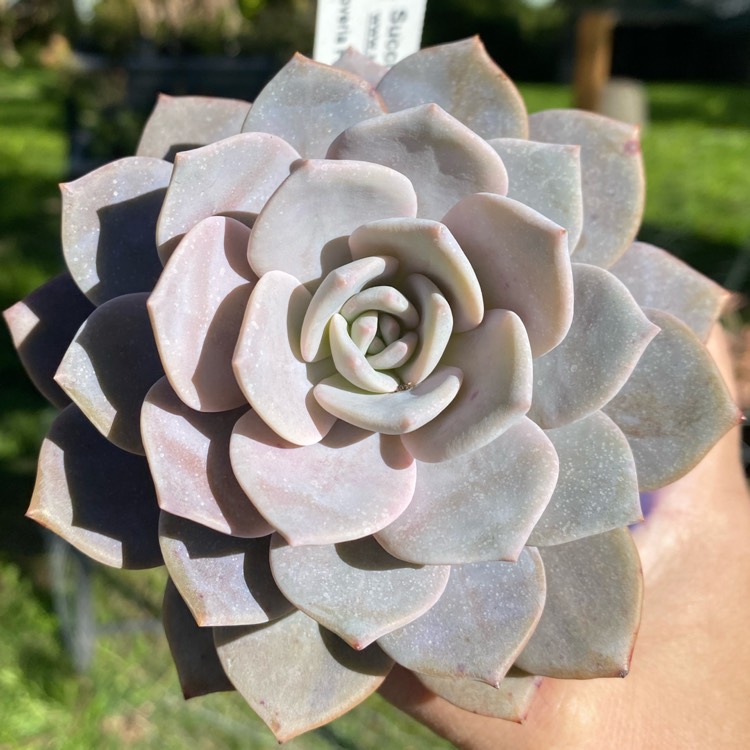 Plant image Graptoveria Pink Laui