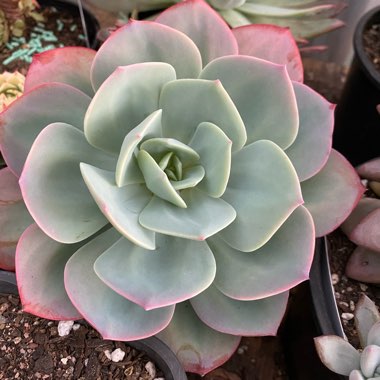 Echeveria Haku-Ho