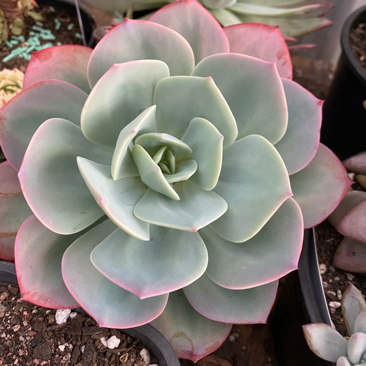 Plant image Echeveria Haku-Ho