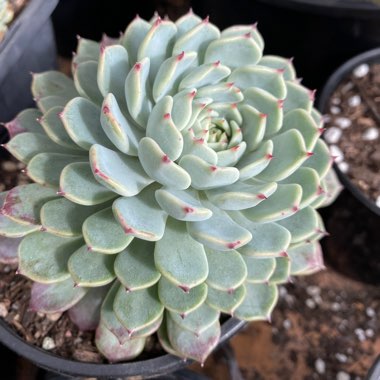 Echeveria Sara Hime Botan