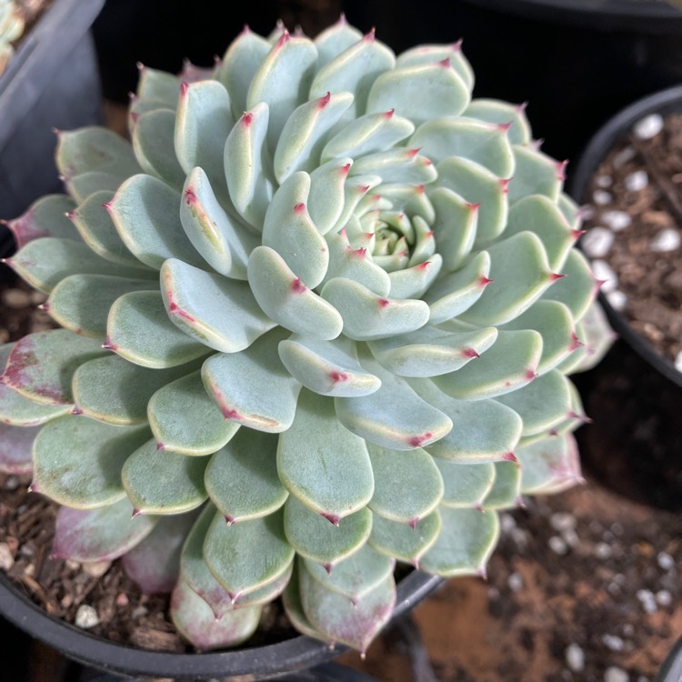 Plant image Echeveria Sara Hime Botan