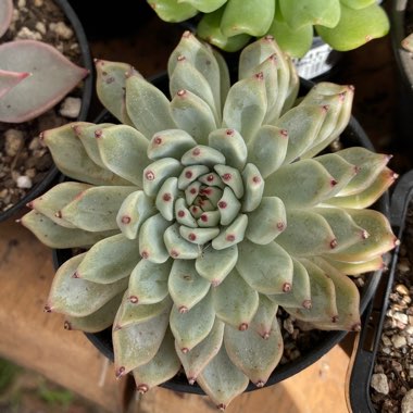 Echeveria Cuspidata var. Zaragozae