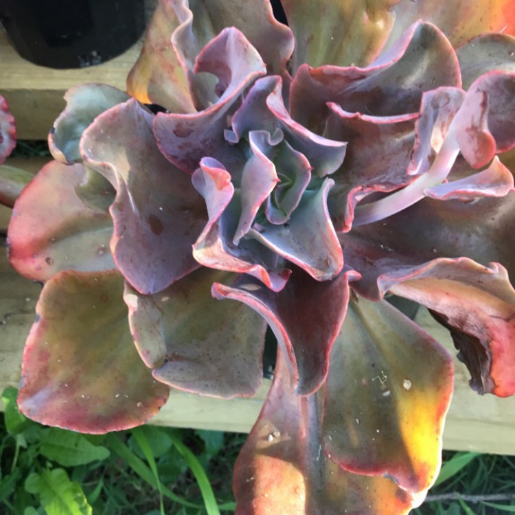 Plant image Echeveria Valentine