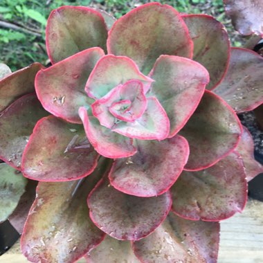 Echeveria Kissing