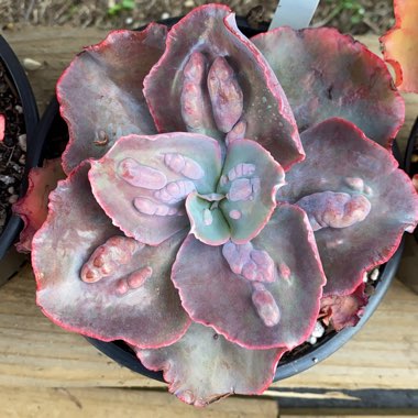 Echeveria Etna