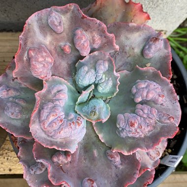 Echeveria Brocade