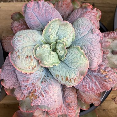 Echeveria Linguas