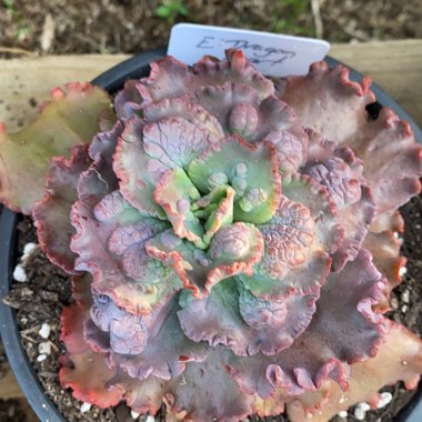 Echeveria Dragon Queen