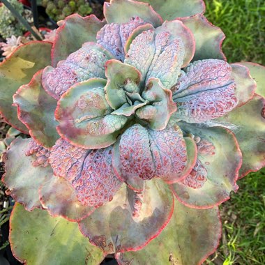 Echeveria Barbillion