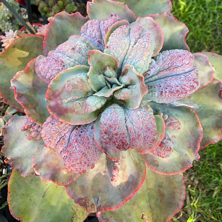 Plant image Echeveria Barbillion