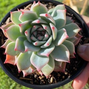 Echeveria Home Alone