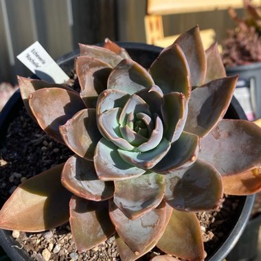 Echeveria Rochelle 