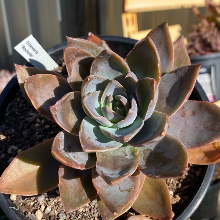 Plant image Echeveria Rochelle 