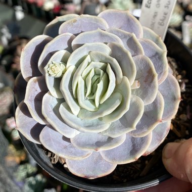 Echeveria Blue Surprise