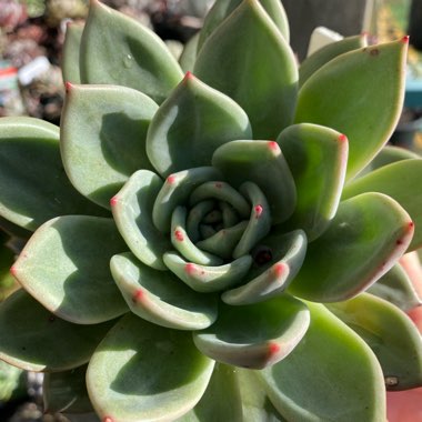 Echeveria Champagne