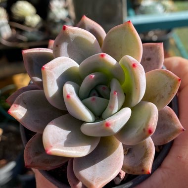 Echeveria Pink Champagne