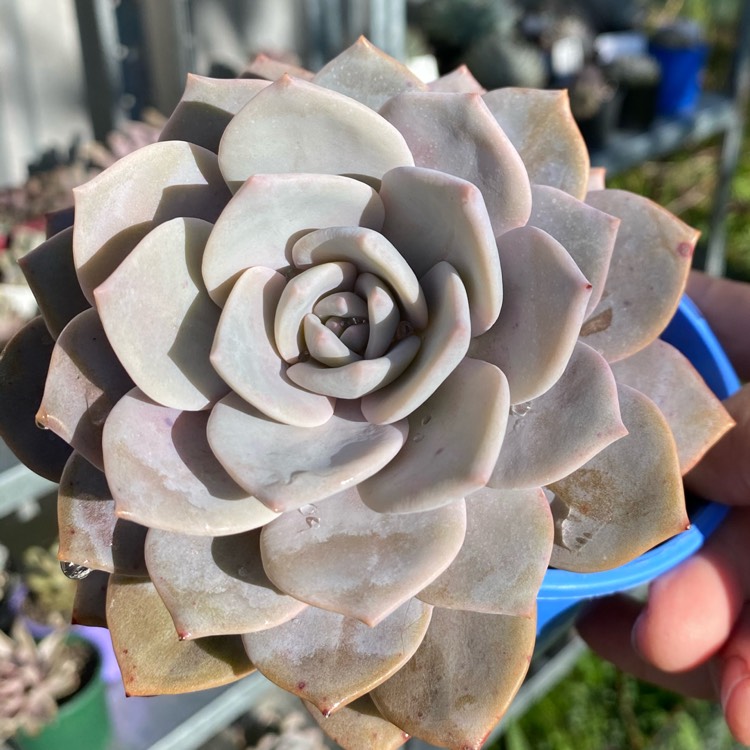 Plant image Graptoveria Pink Laui