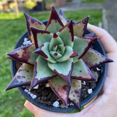 Echeveria Agavoides Ebony